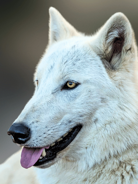 about-who-we-are-ambassador-tiberius-white-wolf