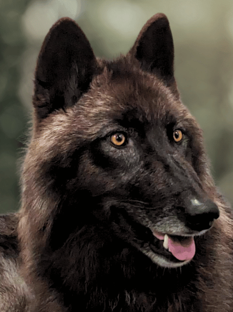 about-who-we-are--how-we-work-ambassador-wyatt-black-wolf