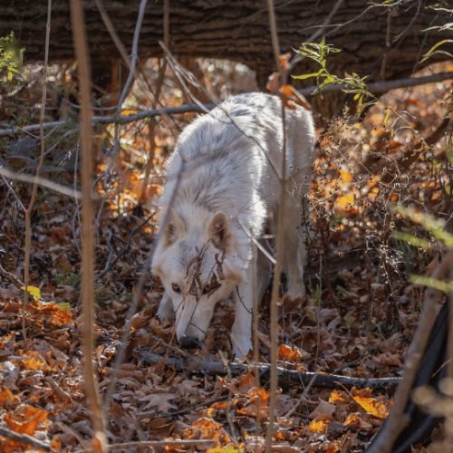 what-we-do-rewriting-the-wild-ambassador-tiberius-white--wolf