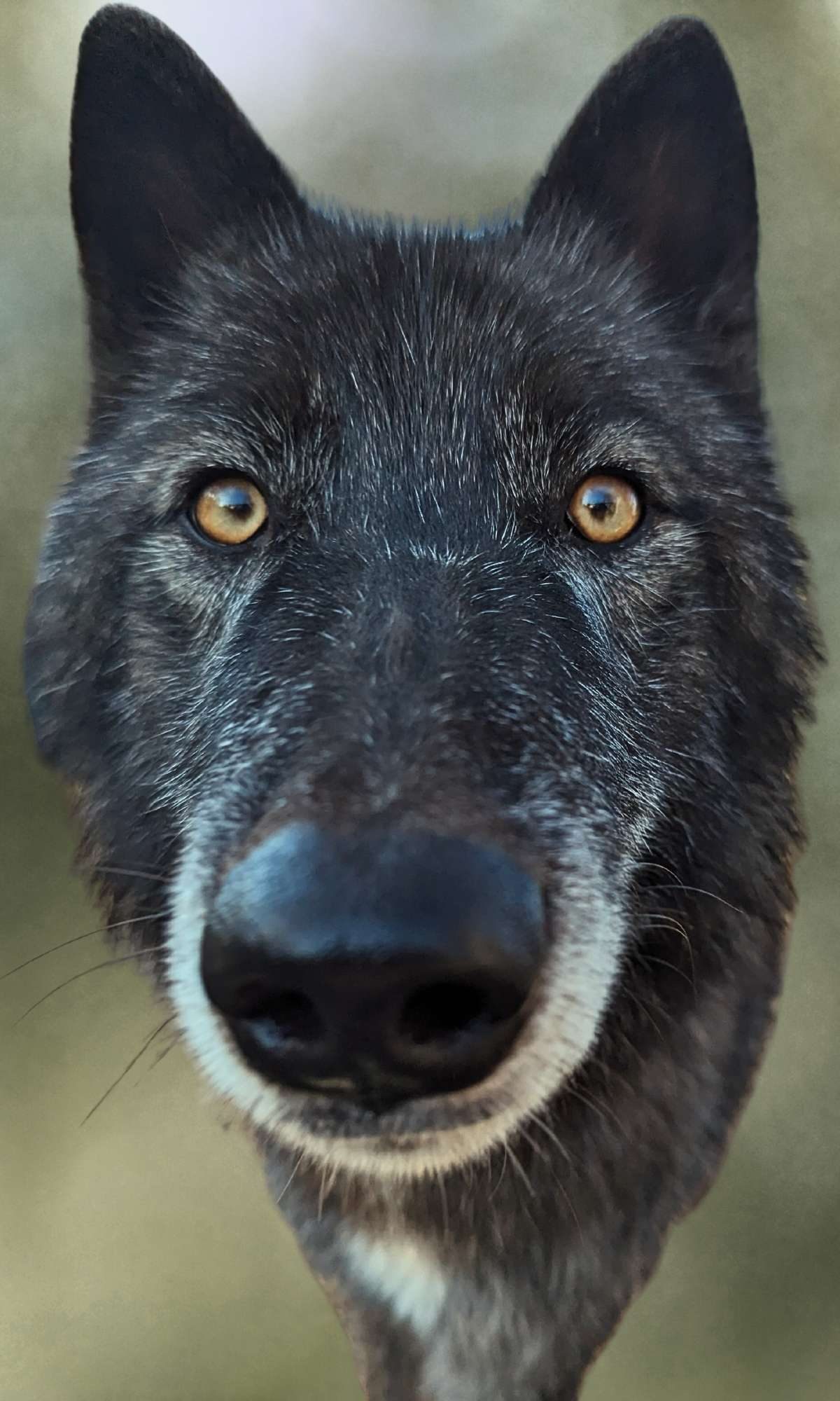 what-we-do-why-it-matters-how-we-build-real-solutions-ambassador-wyatt-black-wolf